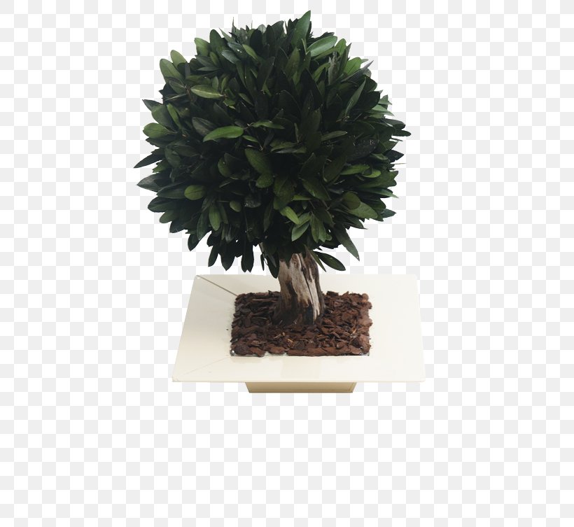 Bonsai Flowerpot Tree, PNG, 500x753px, Bonsai, Evergreen, Flowerpot, Grass, Houseplant Download Free