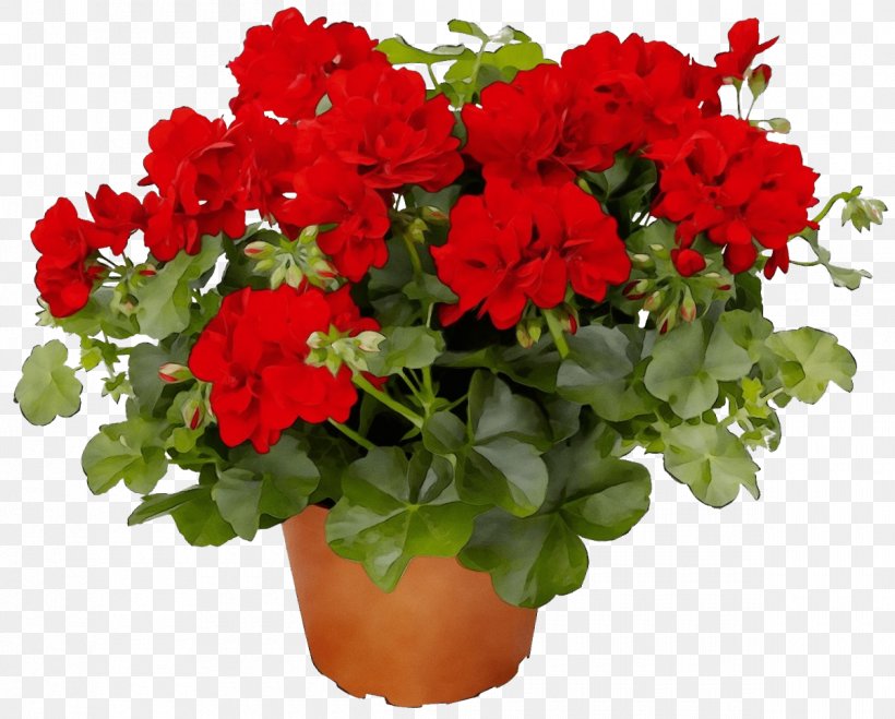 Flower Flowering Plant Plant Red Flowerpot, PNG, 1200x965px, Watercolor, Annual Plant, Flower, Flowering Plant, Flowerpot Download Free