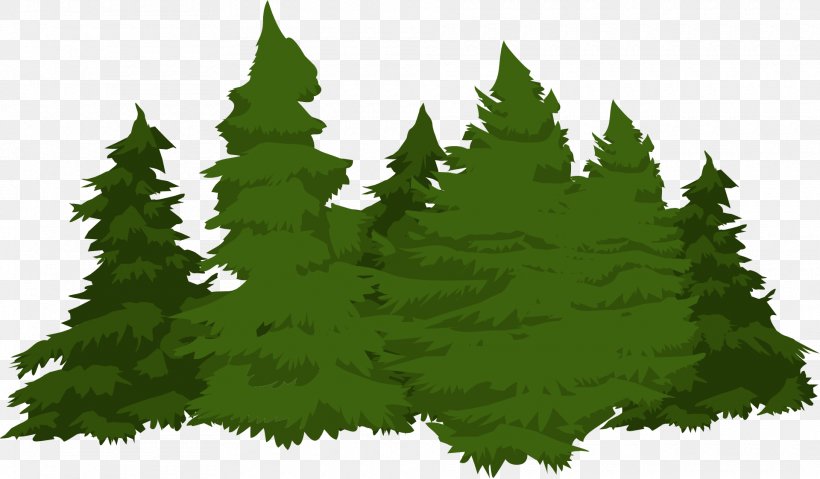 Forest Pine Conifers, PNG, 1920x1122px, Forest, Biome, Christmas Tree, Conifer, Conifers Download Free