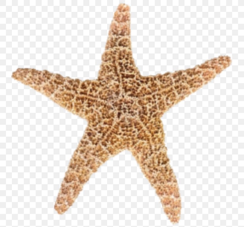 Sea Urchin Starfish Longman Dictionary Of Contemporary English Animal Echinoderm, PNG, 761x764px, Sea Urchin, Animal, Brittle Star, Carnivore, Common Starfish Download Free