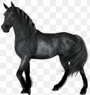 American Quarter Horse Images American Quarter Horse Transparent
