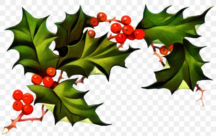 Christmas Day Clip Art Transparency Image, PNG, 1532x965px, Christmas Day, American Holly, Branch, Chinese Hawthorn, Christmas Greenery Download Free