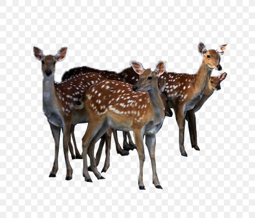 Reindeer White-tailed Deer Sika Deer, PNG, 700x700px, Deer, Christmas, Fauna, Herd, Ink Download Free
