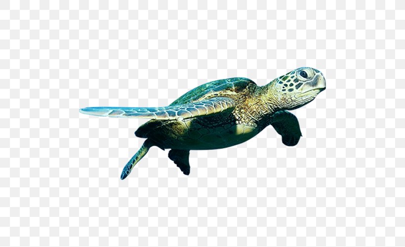 Green Sea Turtle, PNG, 500x501px, Turtle, Fauna, Green Sea Turtle, Hawksbill Sea Turtle, Leatherback Sea Turtle Download Free