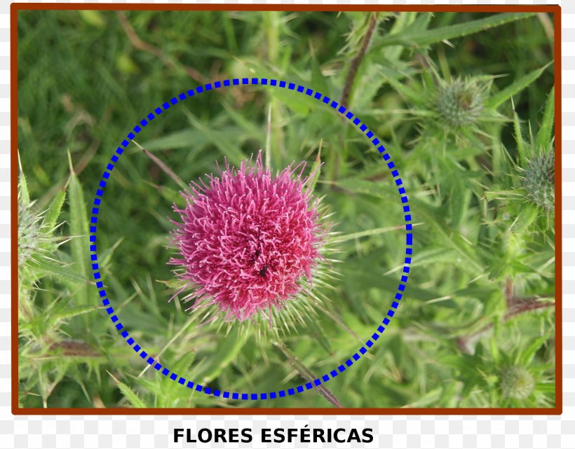 Mathematics Nature Geometry Flora Geometric Shape, PNG, 1446x1132px, 2016, Mathematics, Flora, Flower, Flowering Plant Download Free