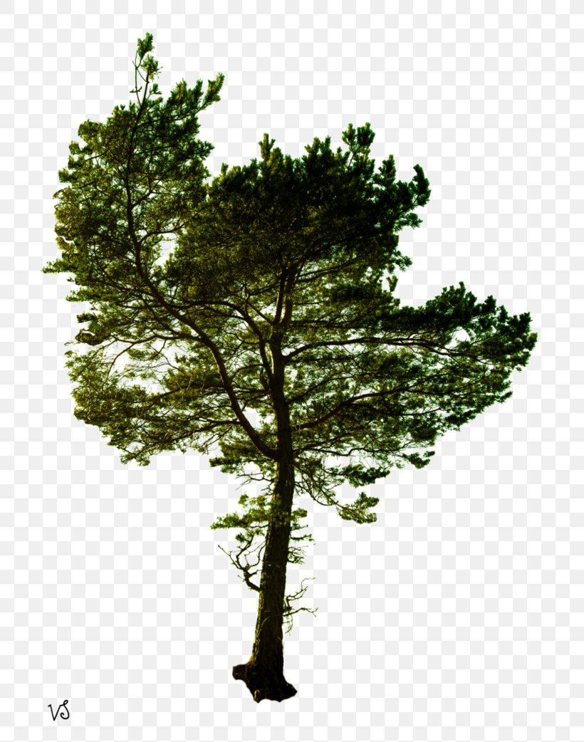 Pine Tree Photography Royalty-free, PNG, 767x1042px, Pine, Branch, Building, Conifer, Evergreen Download Free