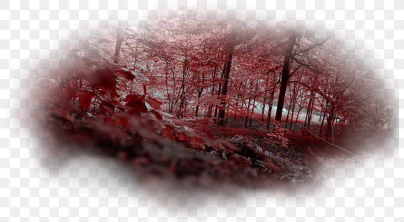 Red Forest Pripyat Chernobyl Disaster Radioactive Contamination, PNG, 800x450px, Watercolor, Cartoon, Flower, Frame, Heart Download Free