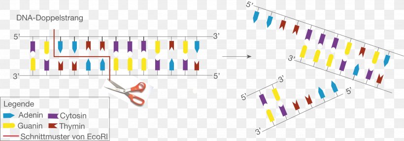Restriction Enzyme EcoRI Sticky And Blunt Ends DNA Replication, PNG, 2564x897px, Restriction Enzyme, Area, Bacteriophage, Brand, Diagram Download Free