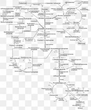 Gluconeogenesis - Metabolic Pathway Metabolism Glycolysis Glycogenesis Mannose PNG