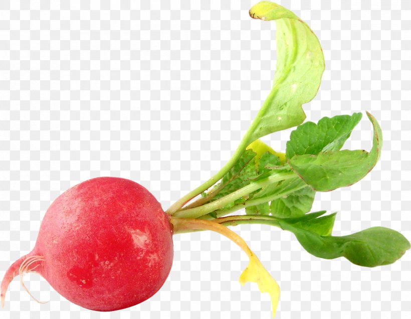 Radish Transparency Vegetable Food Turnip, PNG, 1705x1323px, Radish, Beet, Beetroot, Flower, Food Download Free