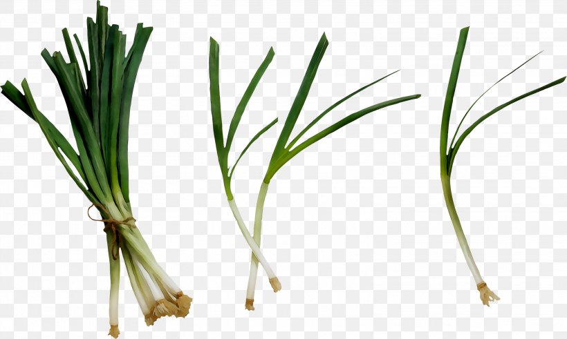 Sweet Grass Commodity Plant Stem Plants, PNG, 3124x1874px, Sweet Grass, Allium, Amaryllis Family, Chives, Commodity Download Free