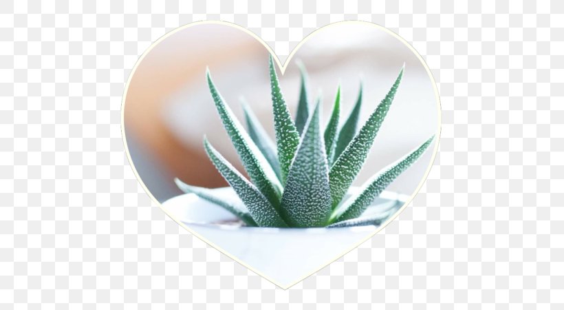 Aloe Vera Cactaceae Succulent Plant Houseplant, PNG, 600x450px, Aloe Vera, Agave, Aloe, Aloes, Cactaceae Download Free
