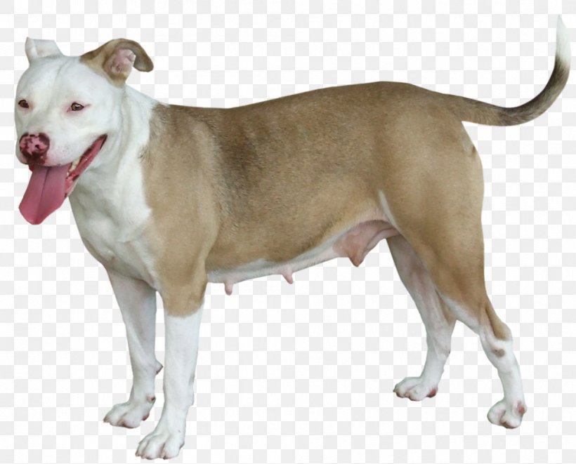 American Pit Bull Terrier Bull And Terrier American Staffordshire Terrier Old English Terrier Dog Breed, PNG, 996x803px, American Pit Bull Terrier, American Staffordshire Terrier, Animal, Black And Tan Coonhound, Bull And Terrier Download Free