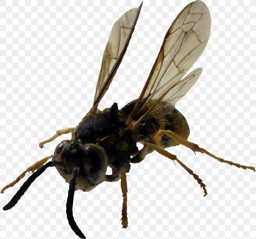 Western Honey Bee Insect Hornet Wasp, PNG, 1983x1851px, Bee, Allergy, Animal Bite, Ant, Arthropod Download Free