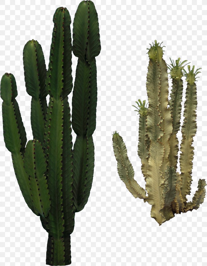 Cactaceae Clip Art, PNG, 1590x2047px, Cactaceae, Acanthocereus Tetragonus, Biome, Cactus, Caryophyllales Download Free