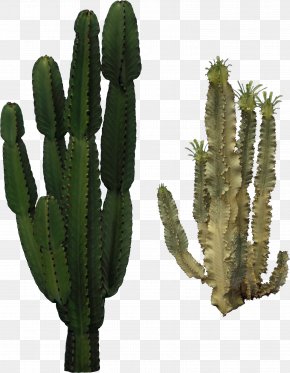 Cactus - Cactaceae Clip Art PNG