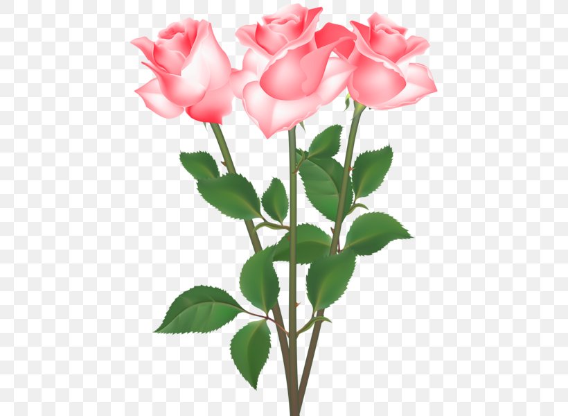 Garden Roses Cabbage Rose Floribunda Clip Art, PNG, 451x600px, Garden Roses, Advertising, Bud, Cabbage Rose, China Rose Download Free