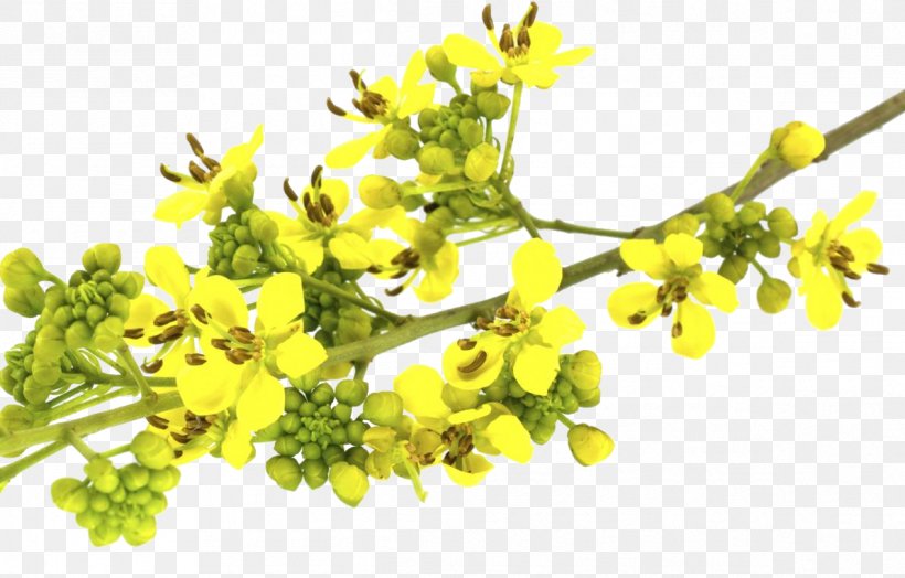 Senna Siamea Herb Golden Shower Tree Food Leaf, PNG, 1192x762px, Senna Siamea, Branch, Detoxification, Digestion, Drinking Download Free