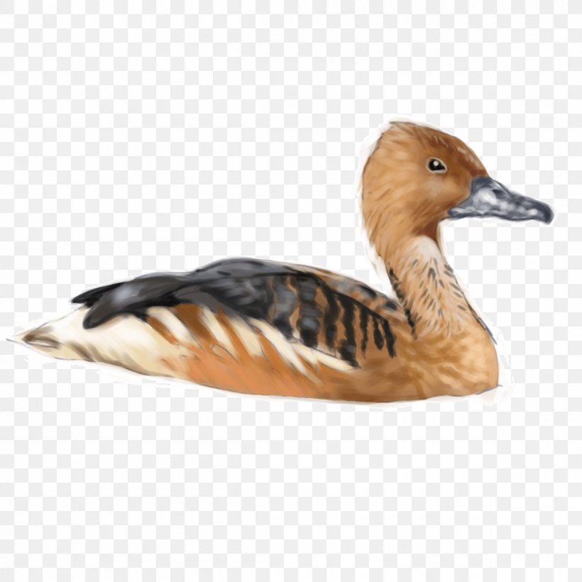 Fulvous Whistling Duck Goose Bird, PNG, 1200x1200px, Duck, Anseriformes, Beak, Bird, Bufflehead Download Free
