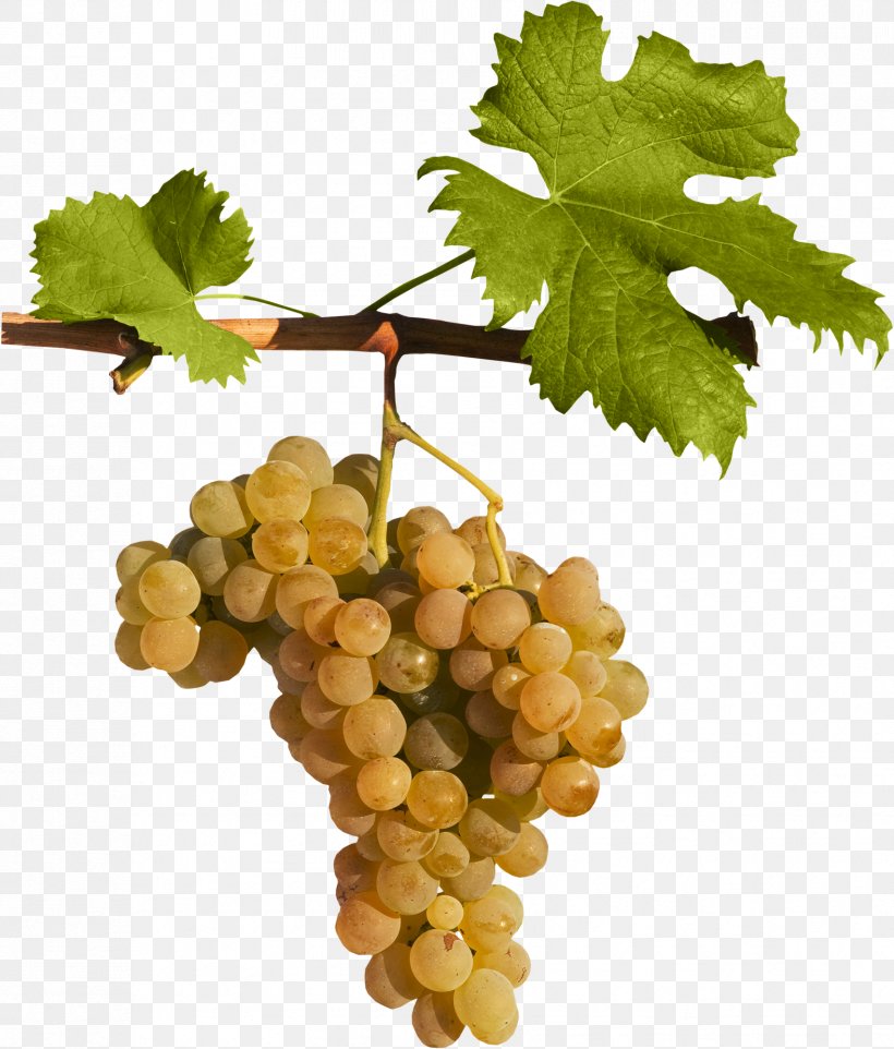 Sultana Grape Leaves Seedless Fruit Grapevines, PNG, 1704x2000px, Sultana, Dandelion, Food, Fototapet, Fruit Download Free