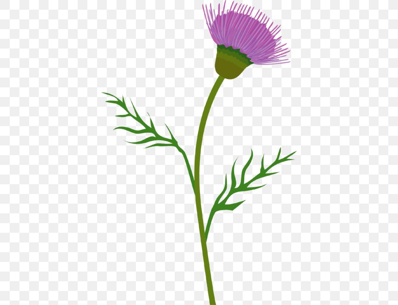 Milk Thistle Cirsium Vulgare Clip Art, PNG, 402x629px, Thistle, Cirsium, Cirsium Vulgare, Creeping Thistle, Cut Flowers Download Free