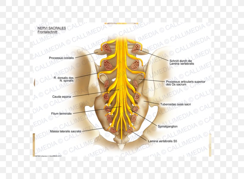 Sacral Nerves Sacrum Anatomy Nervous System, PNG, 600x600px, Watercolor, Cartoon, Flower, Frame, Heart Download Free