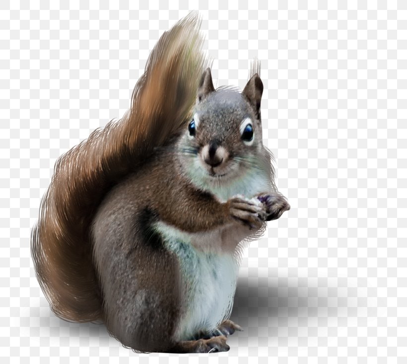 Tree Squirrel Rodent Raccoon, PNG, 800x735px, Squirrel, Animal, Animal Figure, Chipmunk, Douglas Squirrel Download Free