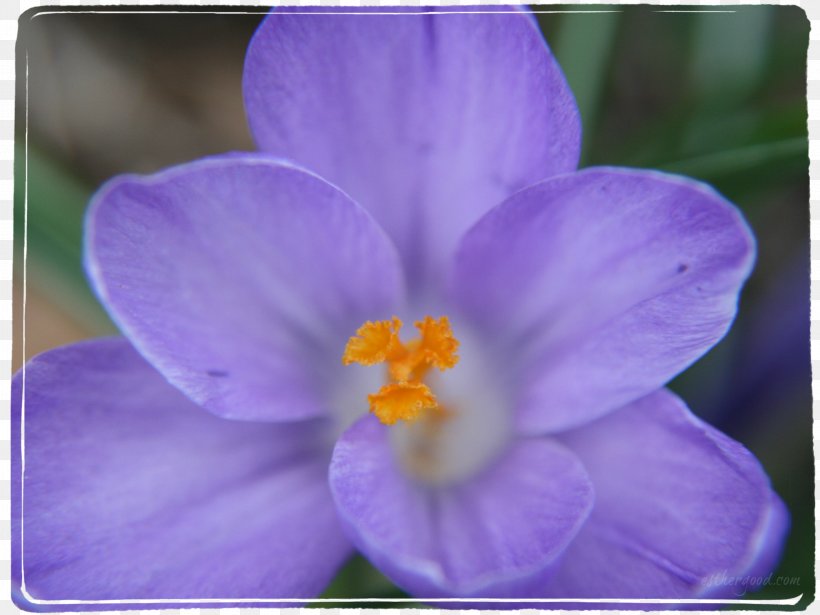 Violet Purple Lilac Lavender Crocus, PNG, 2949x2212px, Violet, Crocus, Family, Flower, Flowering Plant Download Free