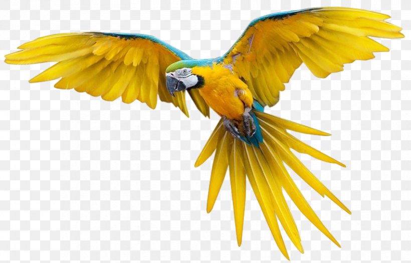 Bird Flight True Parrot New Zealand Parrot, PNG, 852x546px, Bird, Beak, Bird Flight, Display Resolution, Fauna Download Free