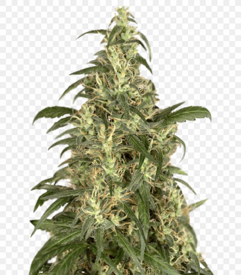 Cannabis Cup Skunk Haze Seed, PNG, 1400x1600px, Cannabis Cup, Acapulco Gold, Cannabidiol, Cannabis, Cannabis Sativa Download Free