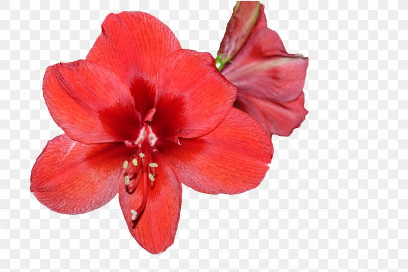 Flower Clip Art Image Jersey Lily, PNG, 1280x853px, Flower, Amaryllis, Amaryllis Belladonna, Amaryllis Family, Blossom Download Free