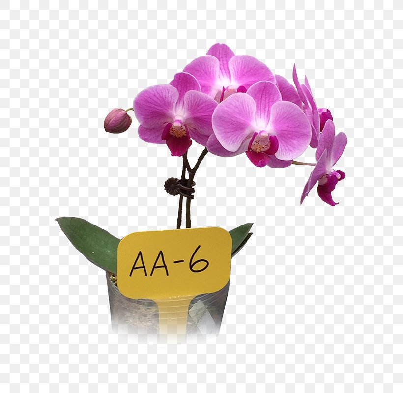 Moth Orchids Business Cut Flowers Trading Company, PNG, 600x800px, Moth Orchids, Business, Cut Flowers, Enterprise Rentacar, Flora Download Free