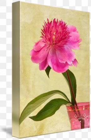 Peony In Vase - Peony Still Life Photography Floral Design PNG
