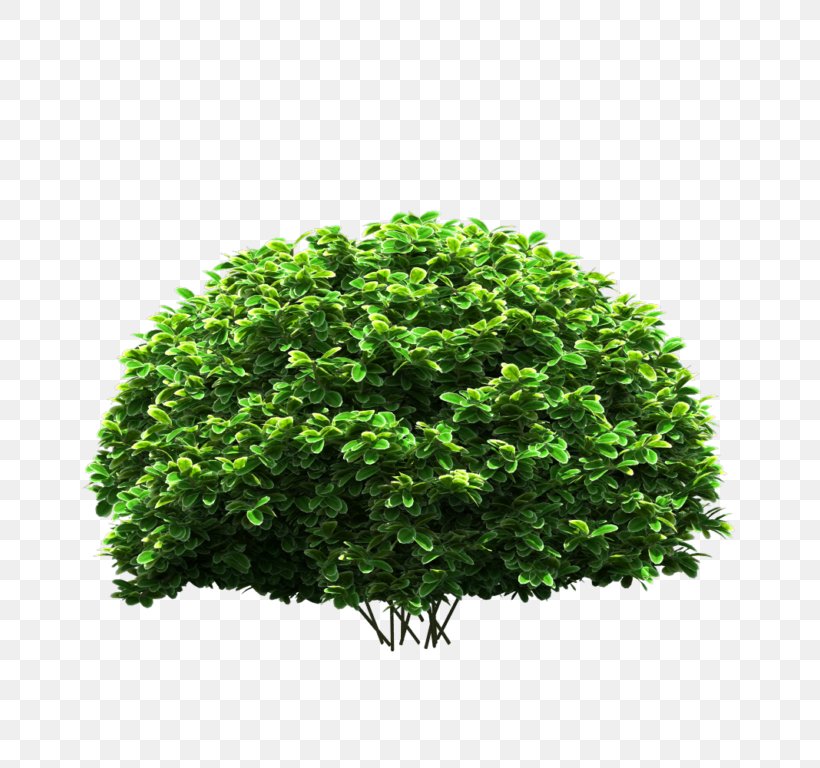 Image Shrub Download Tree, PNG, 768x768px, Shrub, Baidu Tieba, Digital Image, Flower, Flowering Plant Download Free