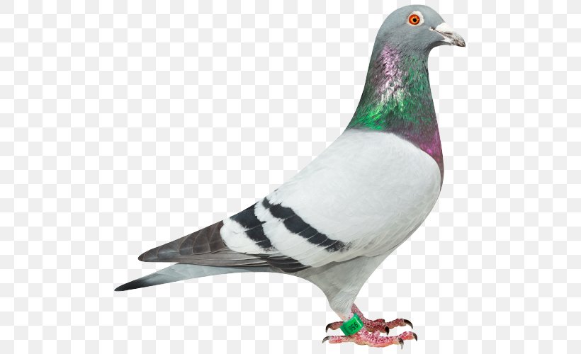 Racing Homer Homing Pigeon Columbidae Stock Dove .de, PNG, 500x500px, Racing Homer, Animal, Beak, Bird, Columbidae Download Free