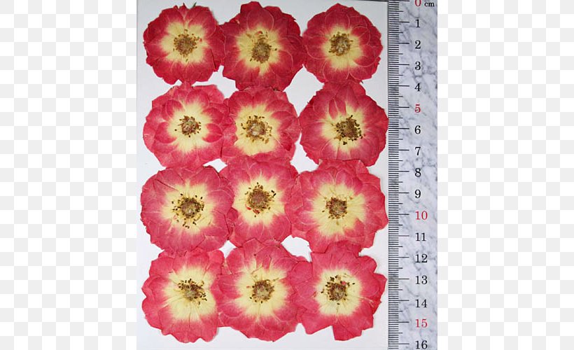Rose Magenta Pink Red Yellow, PNG, 500x500px, Rose, Bag, Branch, Flower, Flowering Plant Download Free