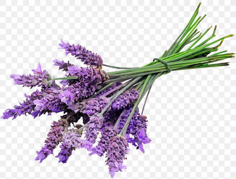 English Lavender Lavender Oil Lotion Essential Oil, PNG, 838x638px, English Lavender, Cosmetics, Doterra, Essential Oil, Flower Download Free