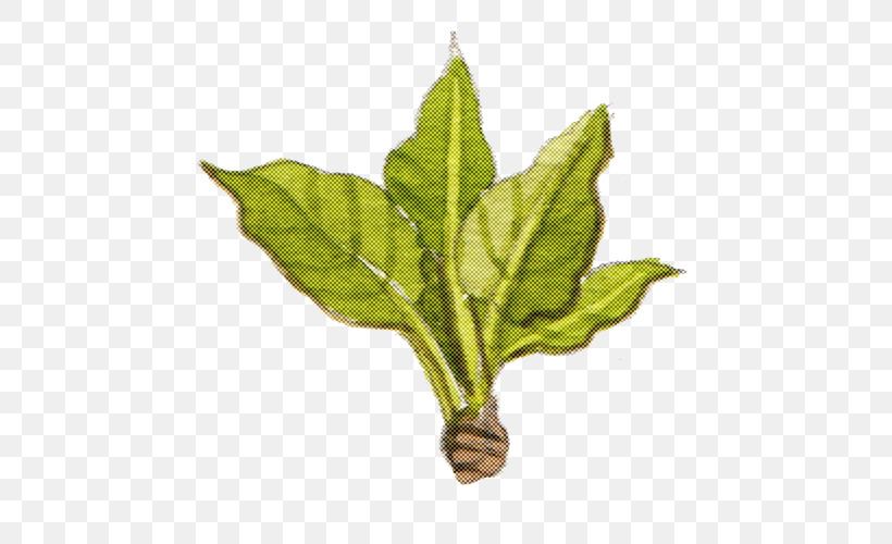 Leaf Plant Stem Herb Plant Biology, PNG, 500x500px, Leaf, Biology, Herb, Plant, Plant Stem Download Free