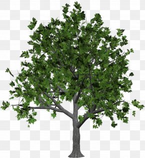 Tree Image - Tree Clip Art PNG