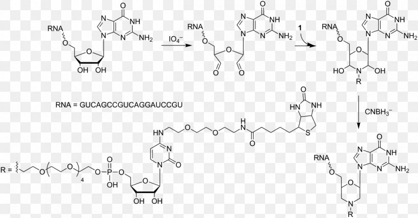 Uridine Monophosphate Uridine Diphosphate Adenosine Monophosphate, PNG, 1200x627px, Uridine Monophosphate, Acid, Adenosine Monophosphate, Animal, Area Download Free