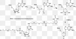 Ribozyme - Uridine Monophosphate Uridine Diphosphate Adenosine Monophosphate PNG