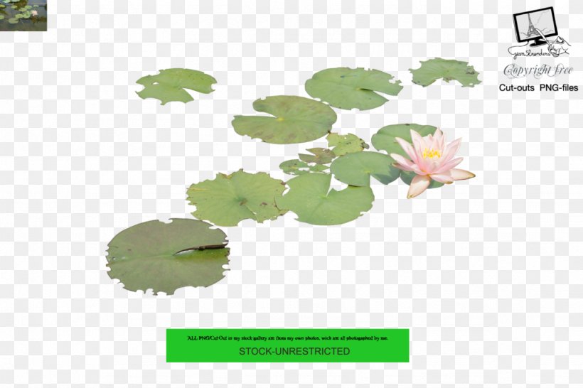 Leaf Nelumbo Nucifera Water Lilies Aquatic Plants, PNG, 1024x682px, Leaf, Aquatic Plants, Deviantart, Grass, Green Download Free