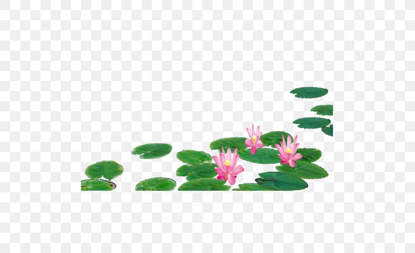 Nelumbo Nucifera Lotus Effect Leaf Designer, PNG, 500x500px, Nelumbo Nucifera, Designer, Flora, Floral Design, Flower Download Free