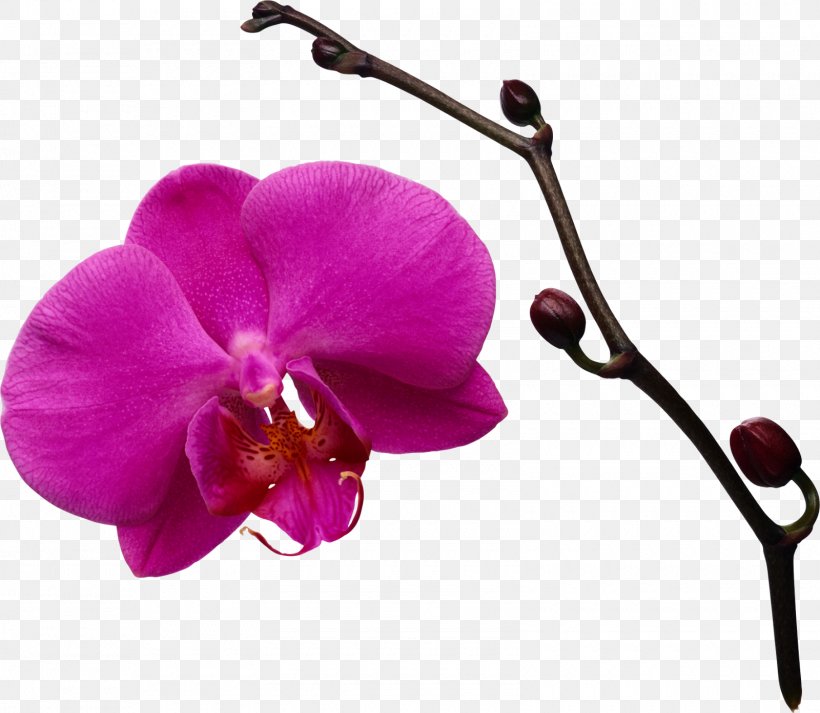 Orchids Flower Boat Orchid Clip Art, PNG, 1600x1393px, Orchids, Boat Orchid, Diary, Digital Image, Flower Download Free