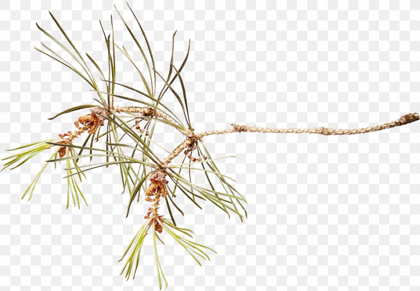 Pine Branch Spruce Clip Art, PNG, 2000x1391px, Pine, Branch, Conifer, Conifers, Grass Download Free