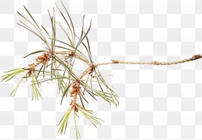 Branch - Pine Branch Spruce Clip Art PNG
