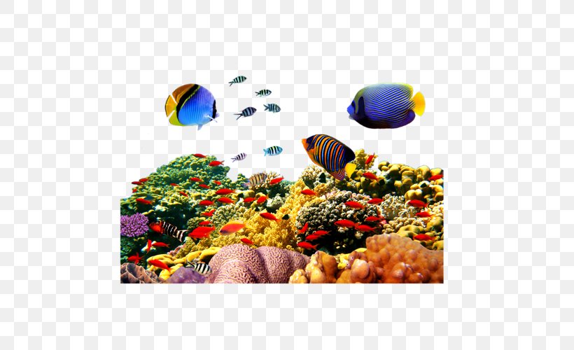 Red Sea Jellyfish Coral Reef, PNG, 500x500px, Red Sea, Aquarium ...