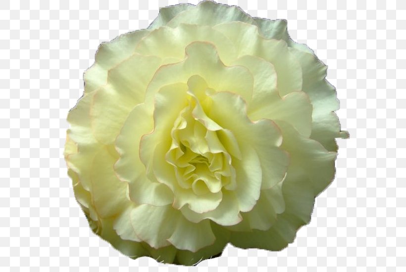 Cabbage Rose Yellow Cut Flowers Peony, PNG, 633x551px, Cabbage Rose, Artificial Flower, Camellia, Chinese Peony, Cut Flowers Download Free