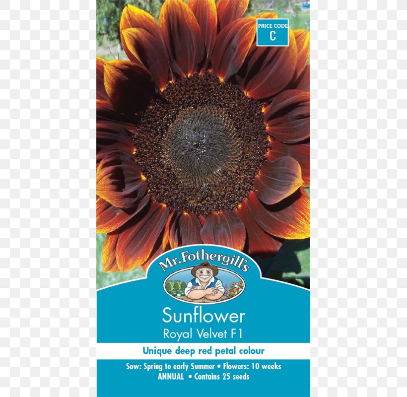 Common Sunflower Sunflower Seed Poppy, PNG, 800x800px, Common Sunflower, Coneflower, Daisy Family, Echinacea Purpurea, Flower Download Free