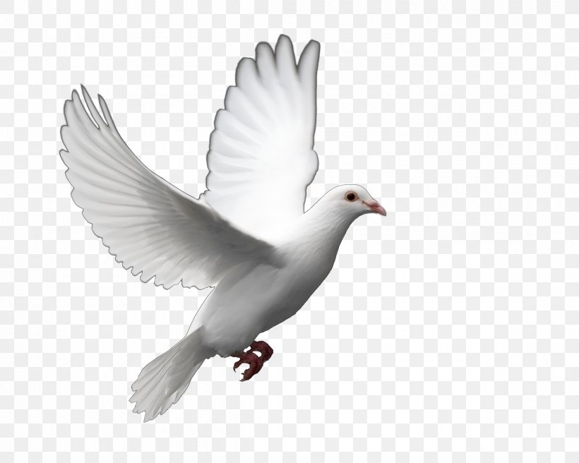 Fantail Pigeon Columbidae Bird Release Dove Clip Art, PNG, 2400x1920px, Fantail Pigeon, Barbary Dove, Beak, Bird, Columbidae Download Free
